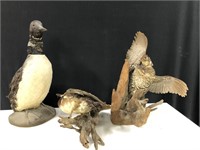 3 ANTIQUE BIRD MOUNTS