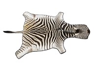 Taxidermy Authentic Zebra Pelt / Hide