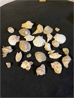 LOT OF NICE SEASHELLS