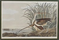 John James Audubon Lithograph Long-Billed Curlew