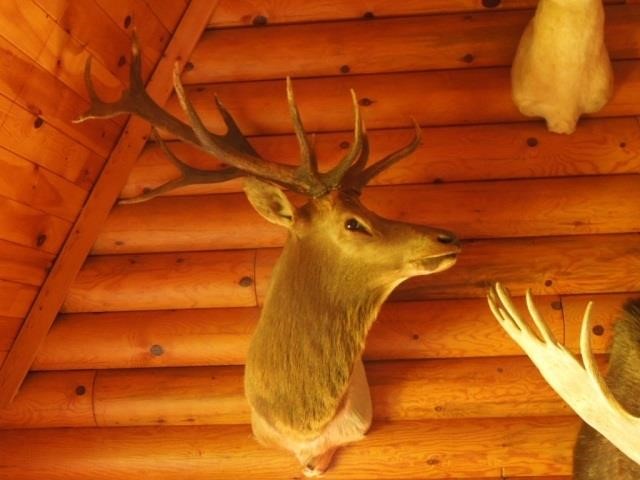 Paulding, MI Taxidermy Mount, Ammo and More Online Auction