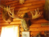 Canadian moose mount - huge 46.5" spread!