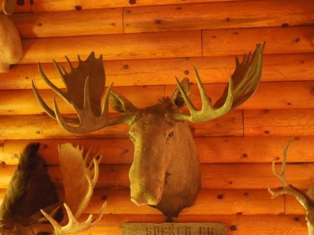 Paulding, MI Taxidermy Mount, Ammo and More Online Auction
