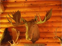 Alaskan moose mount  - huge 56" spread!