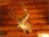 6x6 mule deer mount - good horns