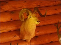 Wide curl dall sheep mount