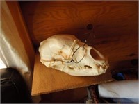Bear skull with glasses