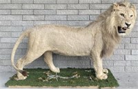 AFRICAN MALE LION TAXIDERMY - FLORIDA RESIDENT ONL
