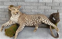 AFRICAN LEOPARD TAXIDERMY - FLORIDA RESIDENT ONLY