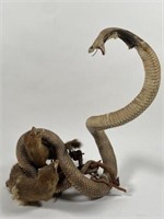 DUELING COBRA  AND WEASEL TAXIDERMY