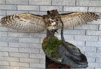 DUELING OWL AND RATTLESNAKE TAXIDERMY