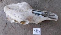 STEER SKULL