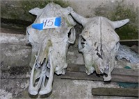 2 STEER HEADS SKULLS