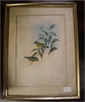 Gould & Richter Framed Bird Print