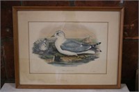 Framed Antique Colored Bird Print