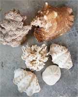 Large coral and shells