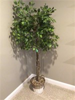 6' ficus tree