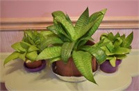 3 pcs. Live House Plants