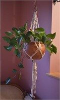 Hanging Live House Plant w/ Hanging Basket & Hangr