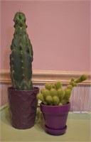 2 pcs. Live Cactus Plants