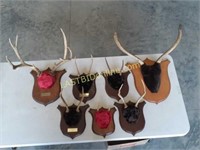 7 Antler Mounts