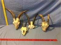 Goat Skulls