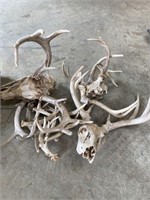 Deer antlers and skulls