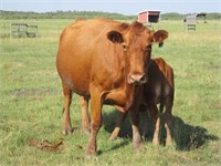 40 - Commercial Cow Calf Pairs