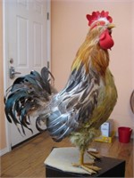 18.5" Tall Real Feathered Decorative Chicken
