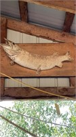 Vintage Fish Mount, approx 36"