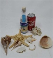 Shells, starfish, bottle with items from Kauai