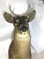 Mounted trophy 6 point deer bust. Approx 30 in