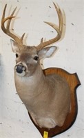 White Tail Deer Mount