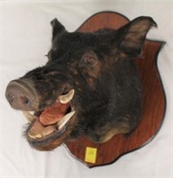 Wild Boar Mount