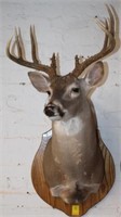 White Tail Deer Mount