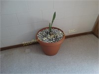 Snake plant 16"H (heavy bring help) & bird house