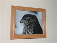 Bird pictures:  Hawk, pheasant & quail