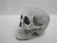 7" Diameter Faux Plastic Skull