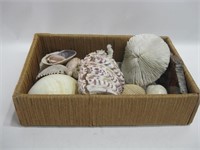 12" x 8" Container -Shells, Coral & Petrified Wood