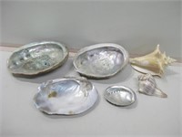 Assorted Shell Collection Largest 8"x 6"