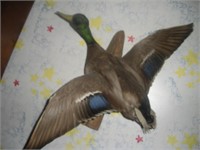 Duck Taxidermy Wall Hanging, 30 inch Wingspan