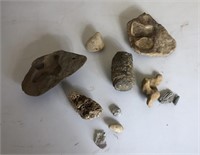 Fossils and Rocks