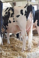Earincliffe Dempsey Lacy VG-85