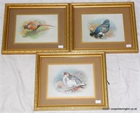 Three Framed Basil Ede Prints of British Birds