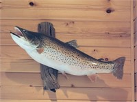 Brown trout mount 28"
