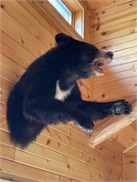 Black bear mount appr 2-1/2' from tip of ear to...