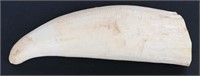 6" RAW SPERM WHALES TOOTH