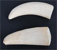 PAIR OF SMALL RAW WHALES TEETH