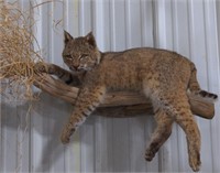 (AB) Bobcat perched on a branch taxidermy mount