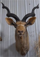 (AB) African Kudu Taxidermy Head Mount